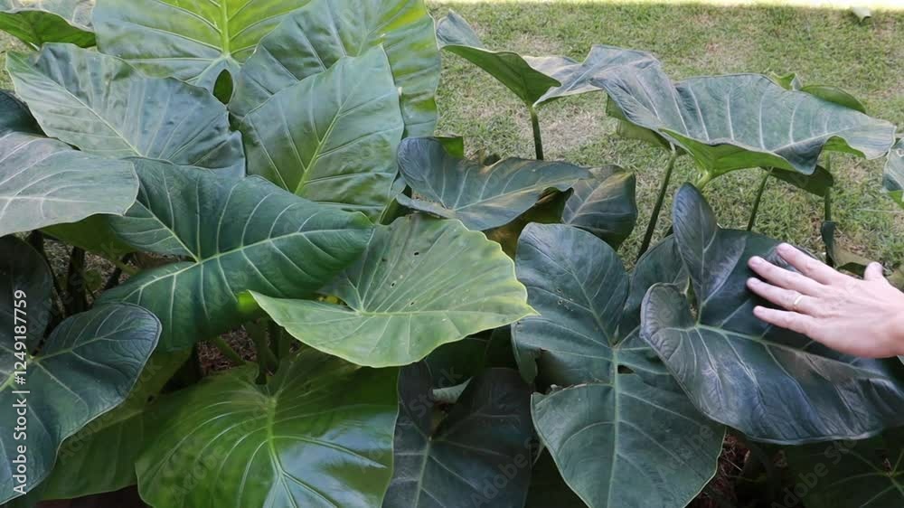 mão tocando plantas 