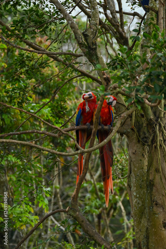 red and green parrot on a branch