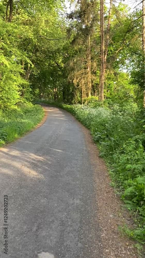 Serene curving forest path in lush greenery under daylight Serene curving forest path in lush greenery under daylight