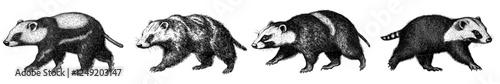 Modern hand-drawn illustration of a wolverine isolated on a white background. Sketch of the wild animal in an engraving style