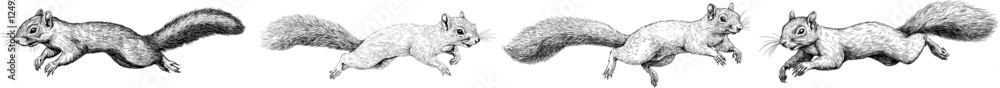 Vintage engraving of an isolated squirrel set illustration in ink sketch. Forest background with animal silhouette art. Black and white hand-drawn image