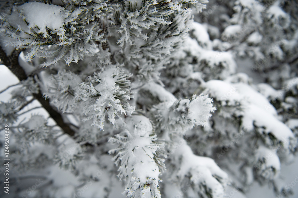 Pine trees covered with ice and snow in winter forest. Snowy landscape in Poland. Ground is filled with high snow. Pine trees covered with ice and snow in winter forest. Snowy landscape in Poland. Ground is filled with high snow.