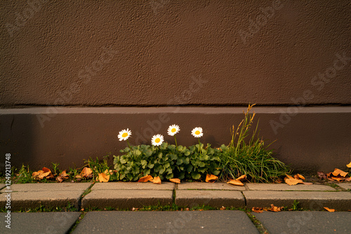 Delicate white flowers bloom at the edge of a paving stone path, contrasting against a muted brown wall photo