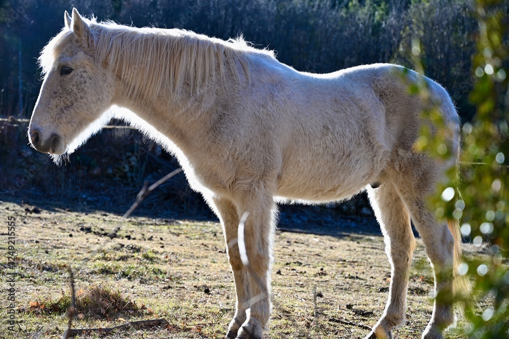 Caballo Caballo