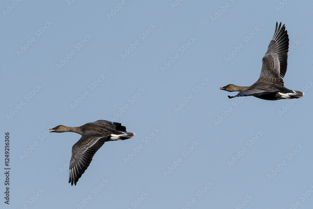 Obraz premium Fliegende Tundrasaatgänse im Herbst am Gülper See 