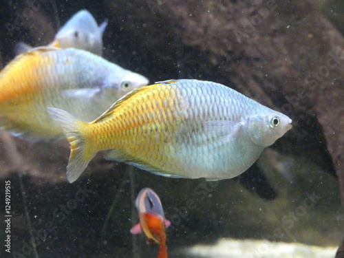 Poisson blanc et jaune aquarium  photo