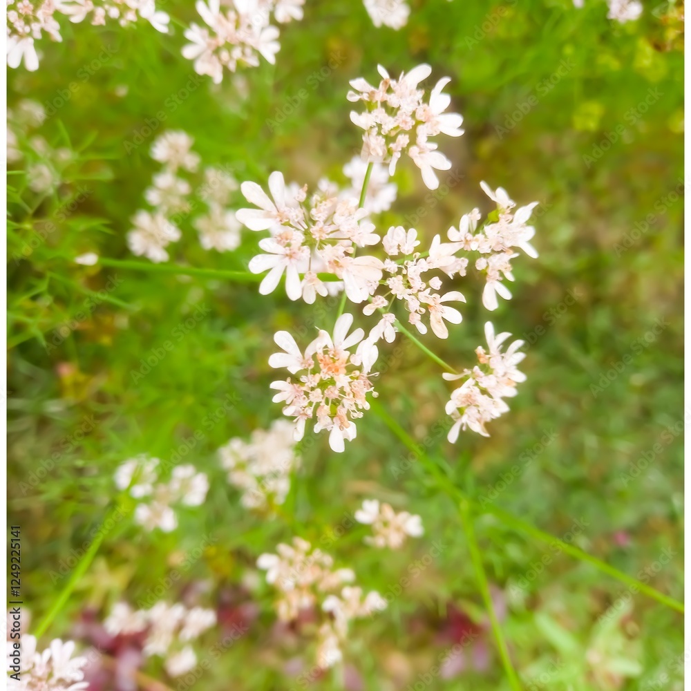 Coriander flower blooming in the coriander field. Coriander white flowers in garden. flowering coriander plant (coriandrum sativum) with white flowers. vegetable flowers. Coriander flower blooming in the coriander field. Coriander white flowers in garden. flowering coriander plant (coriandrum sativum) with white flowers. vegetable flowers.