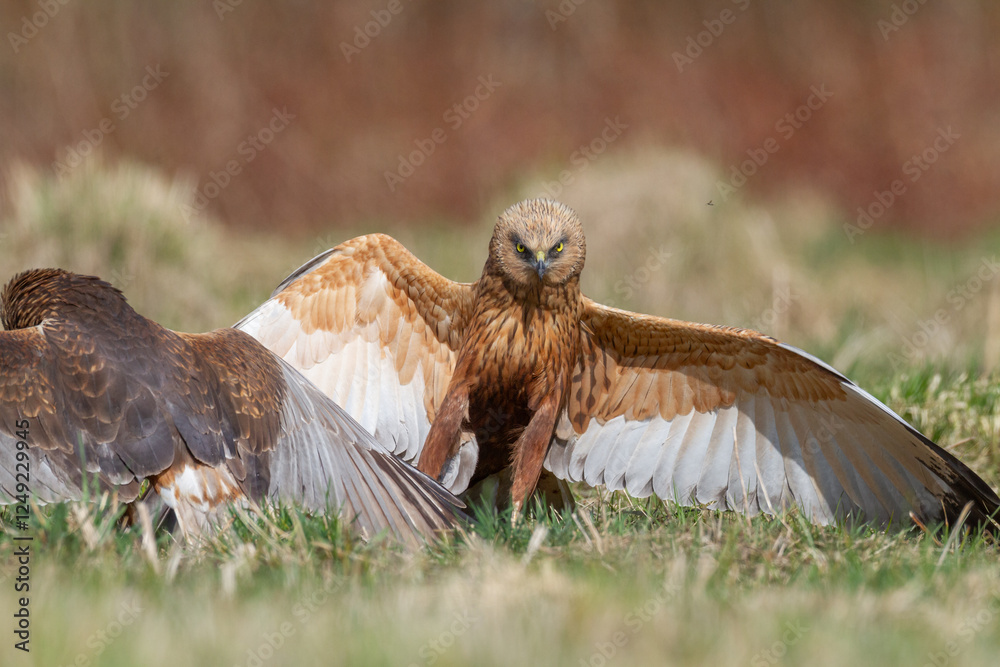 Birds of prey male Marsh harrier Circus aeruginosus, hunting time Poland Europe spring time April two fighting birds