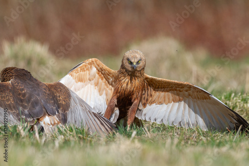 Obraz na płótnie Birds of prey male Marsh harrier Circus aeruginosus, hunting time Poland Europe spring time April two fighting birds w salonie