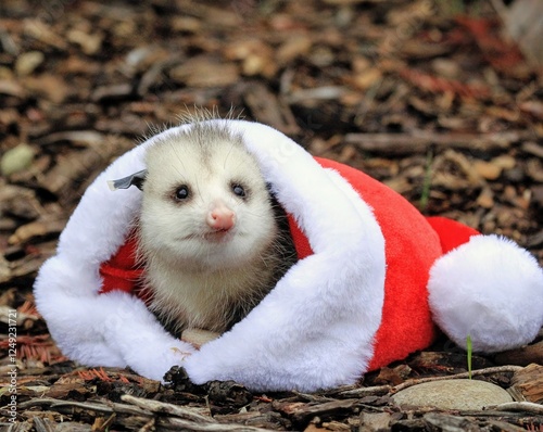 Wallpaper Mural Santa-clad Possum in a Festive Pose: A cute possum dressed in a Santa suit, lying comfortably among the forest floor, invoking a playful holiday spirit.
 Torontodigital.ca