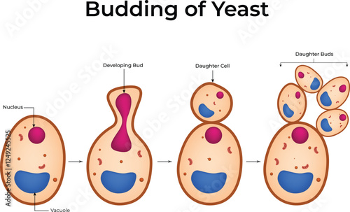 Budding in Yeast Design Vector Illustration