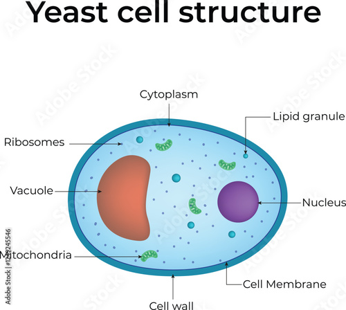 Yeast Cell Structure Design Vector Illustration