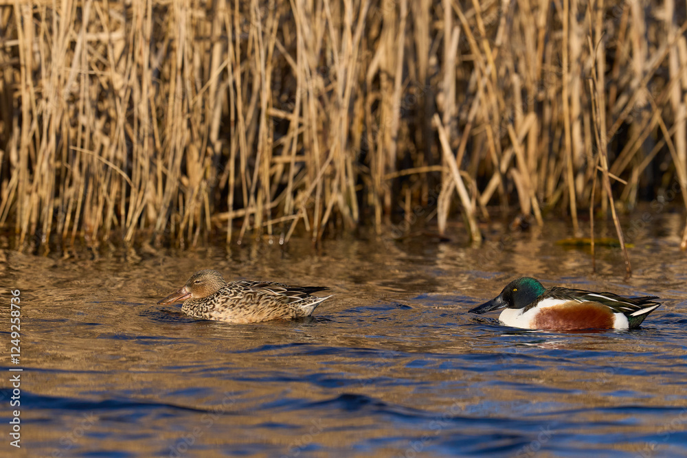 Pair of Shoveler (Anas clypeata) swimming on a lake on the Somerset Levels in Somerset, United Kingdom.       