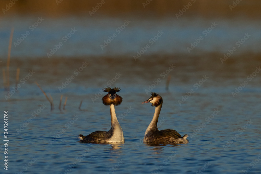 Obraz premium Great Crested Grebe (Podiceps cristatus) courtship dance with weed on a lake in the Somerset Levels, Somerset, United Kingdom.