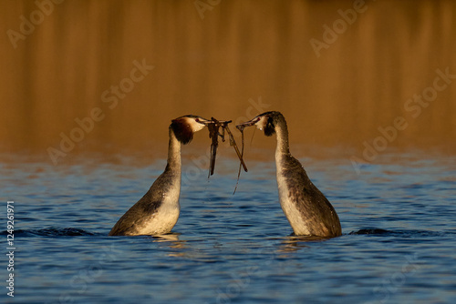Great Crested Grebe (Podiceps cristatus) courtship dance with weed on a lake in the Somerset Levels, Somerset, United Kingdom.