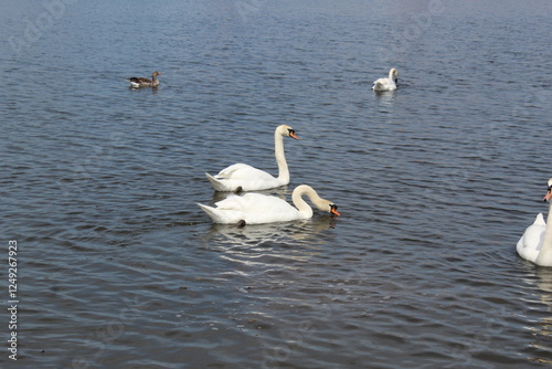 Fototapeta Naklejka Na Ścianę i Meble -  Swans on Lake