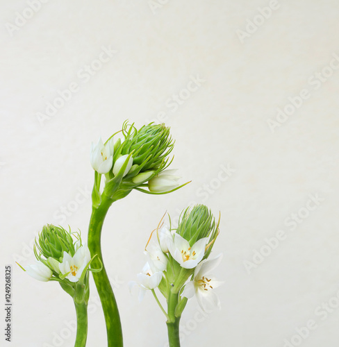 Ornithogalum thyrsoides white flower isolated on white. Chinkerinchee or chincherinchee or star-of-Bethlehem or wonder-flower flowering plant. photo