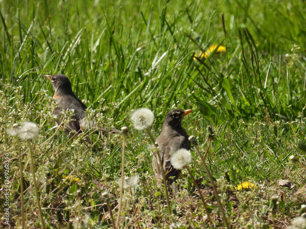 Fototapeta premium A pair of hungry, American robins, searching a grassy meadow for insects and worms to eat. Middle Creek Wildlife Management Area, Lancaster County, Pennsylvania.