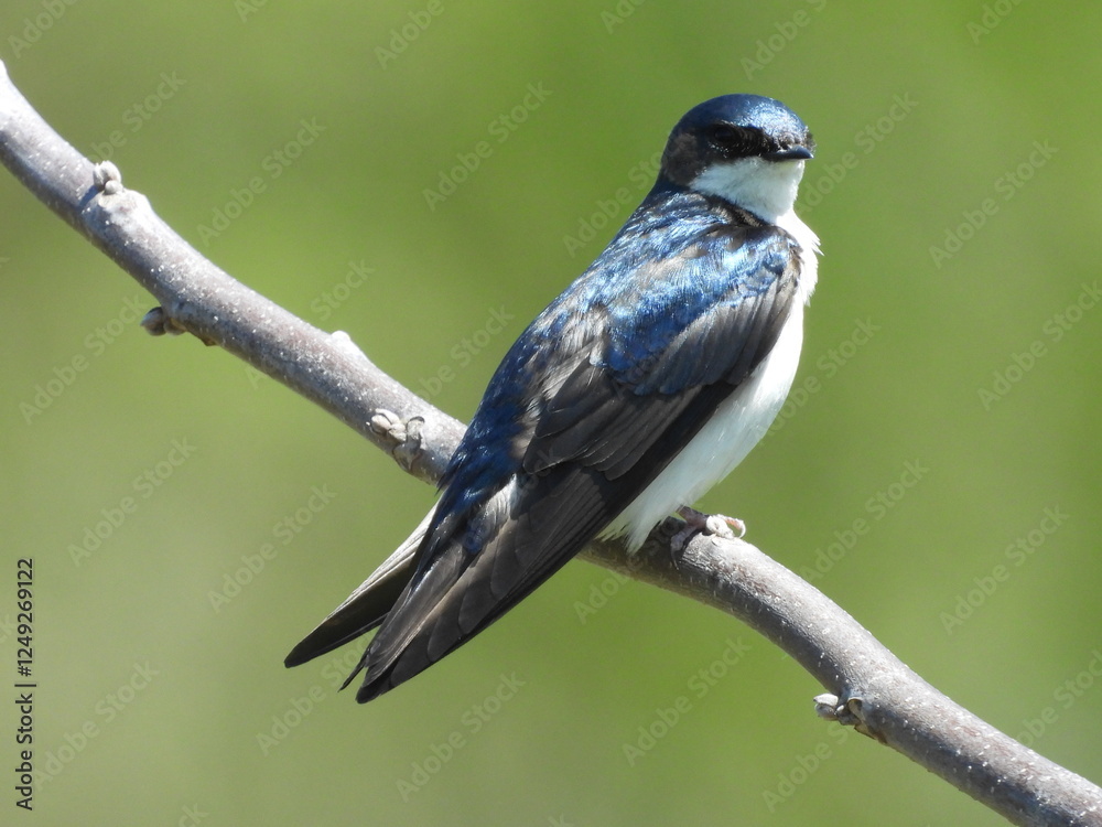 A tree swallow perched on a branch. Middle Creek Wildlife Management Area, Lancaster County, Pennsylvania. A tree swallow perched on a branch. Middle Creek Wildlife Management Area, Lancaster County, Pennsylvania.