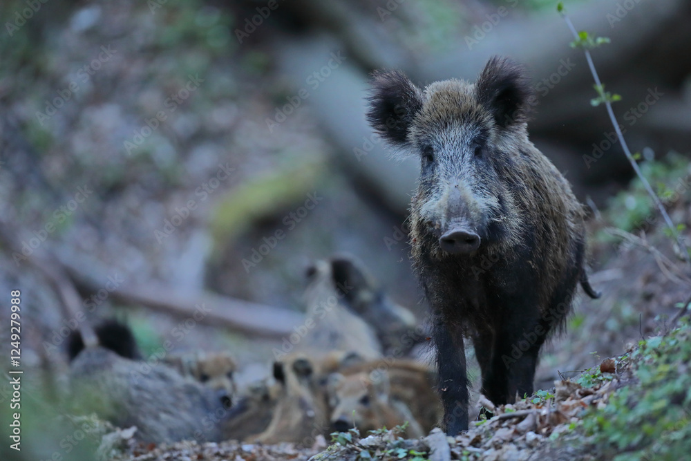 Dzik, (Sus scrofa), wild boar, boar Dzik, (Sus scrofa), wild boar, boar