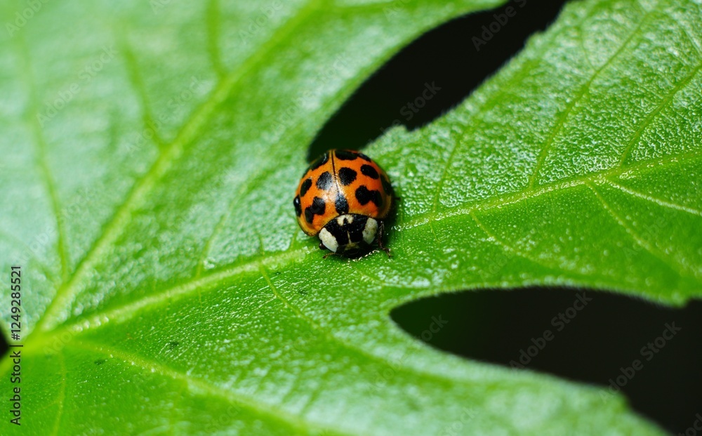 ladybug on leaf ladybug on leaf