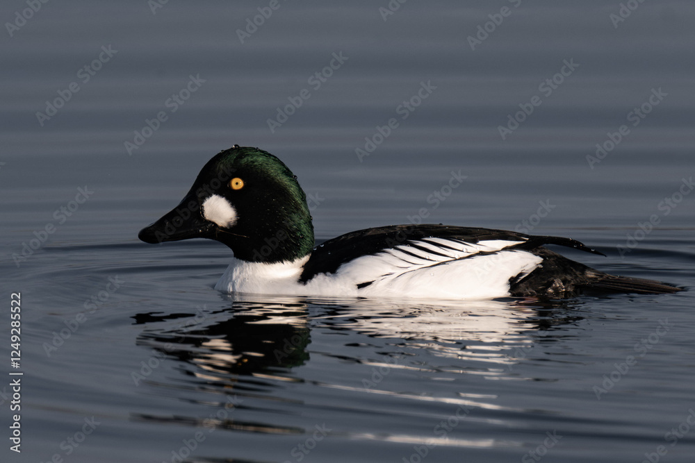 Common goldeneye or simply goldeneye (Bucephala clangula) in nuptial plumage.