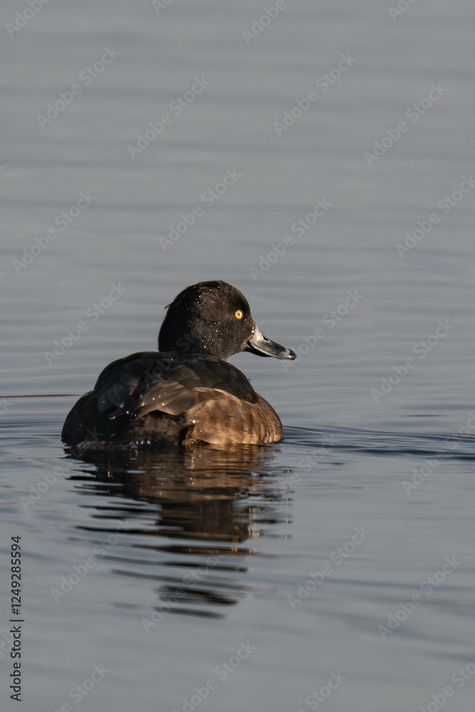 Female tufted duck (or tufted pochard) (Aythya fuligula) swimming in a lake. Female tufted duck (or tufted pochard) (Aythya fuligula) swimming in a lake.