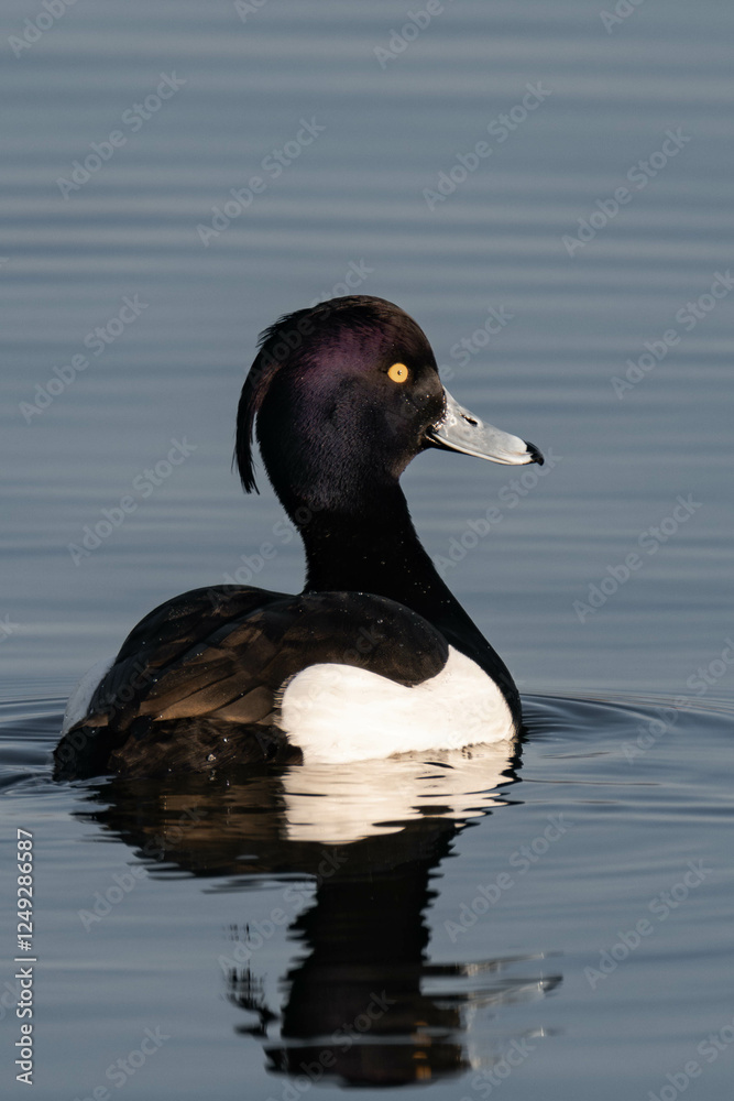 Male tufted duck (or tufted pochard) (Aythya fuligula) swimming in a lake. Male tufted duck (or tufted pochard) (Aythya fuligula) swimming in a lake.