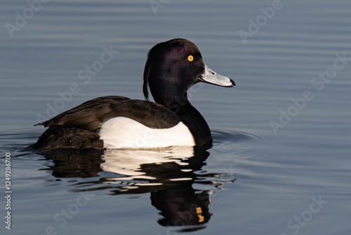 Male tufted duck (or tufted pochard) (Aythya fuligula) swimming in a lake. photo