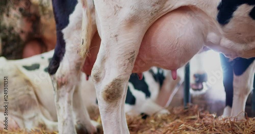 Organic Cattle Farming
