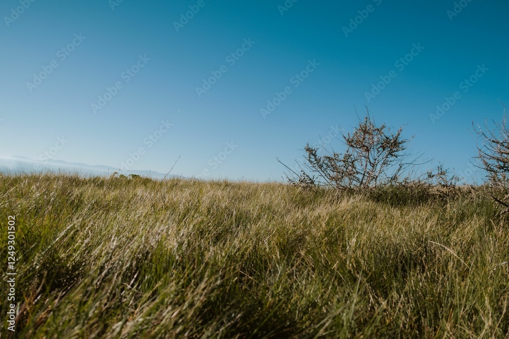 Obraz premium Serene grassy field under a clear blue sky.