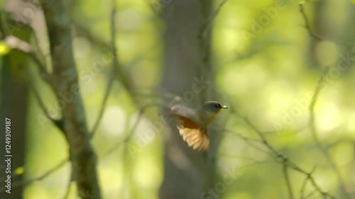 Blackburnian Warbler. blackburnian warbler in sunlit forest. vibrant orange and black warbler on tree branch. graceful warbler flitting among green foliage.