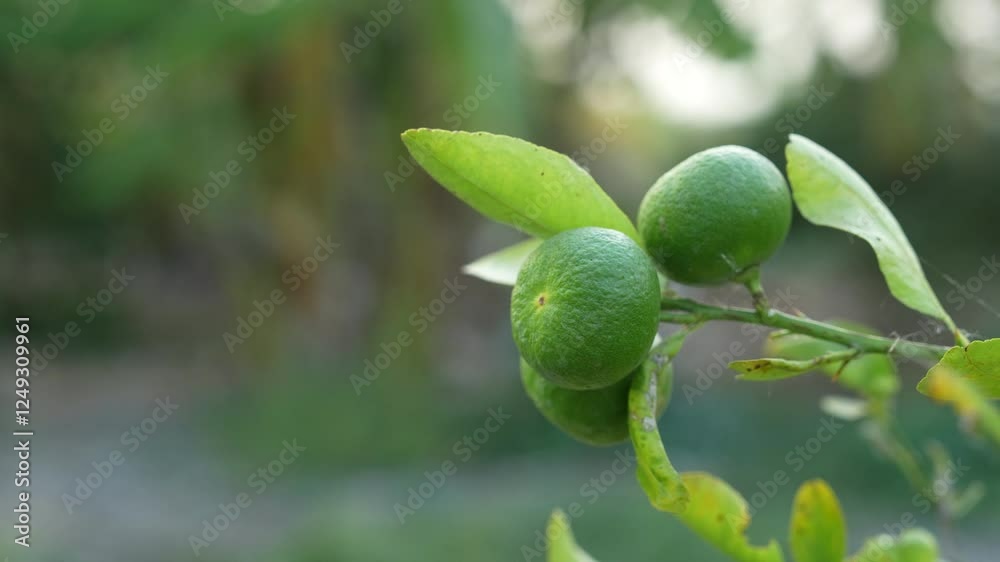 Close-up 4k video of lemons in a lemon farmer's garden. Close-up 4k video of lemons in a lemon farmer's garden.