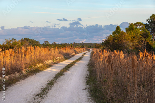 Obraz na płótnie A two-track dirt road invites exploration through a wetlands wilderness at golden hour w salonie