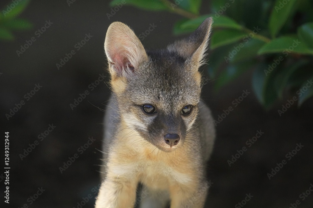 Gray Fox Cub Close-Up: Intimate portrait of a curious gray fox cub in natural setting, detailed fur texture and alert eyes.
Gray Fox Cub Close-Up: Intimate portrait of a curious gray fox cub in natural setting, detailed fur texture and alert eyes.