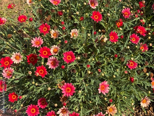 Daisy blooming in a garden