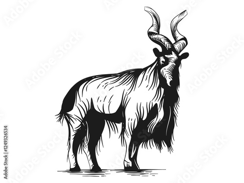 Mountain goat drawn in pencil on white background, precise lines conveying the shape and expression of the goat. 