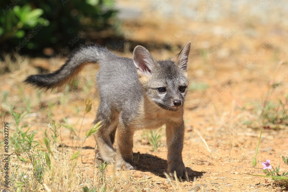 Naklejka premium Young Kit Fox in the Wild: A young kit fox in its natural habitat, captured with a focused expression and natural backdrop. 