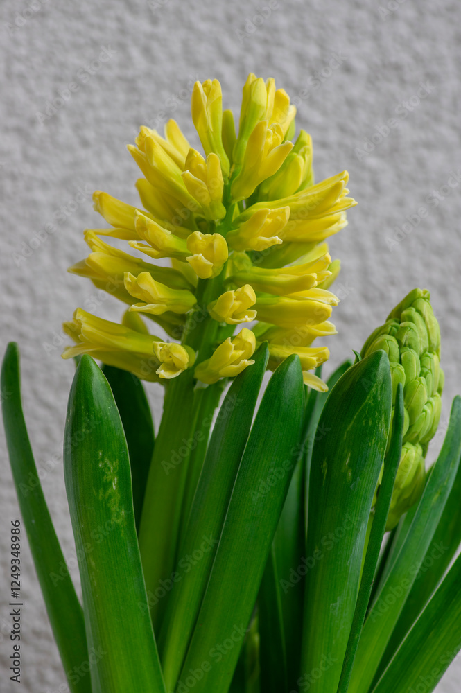 Hyacinthus orientalis ornamental beautiful springtime flowering plant, group of colorful bright flowers in bloom