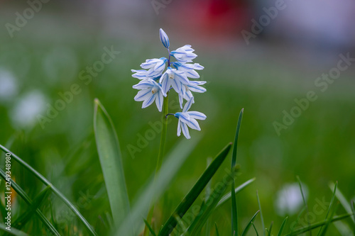 Obraz na płótnie Puschkinia scilloides early spring bulbous flowers in bloom, small white and blue flowering plant, called striped lebanon squill w salonie