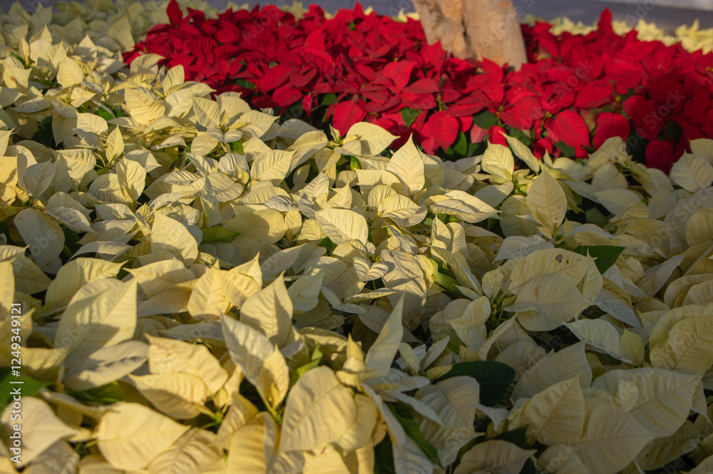 Euphorbia pulcherrima poinsettia flowering plant with white leaves, field of Christmas stars in sunlight