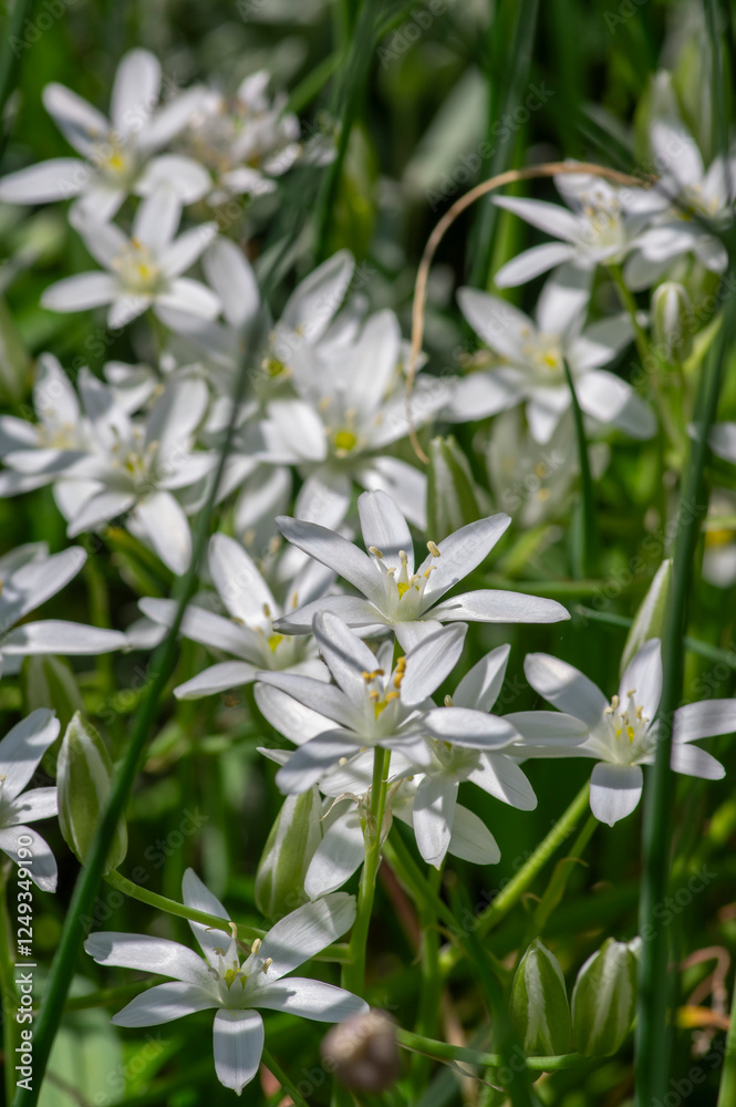 Ornithogalum umbellatum grass lily in bloom, small ornamental and wild white flowering springtime plant