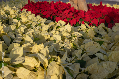Obraz na płótnie Euphorbia pulcherrima poinsettia flowering plant with white leaves, field of Christmas stars in sunlight w salonie