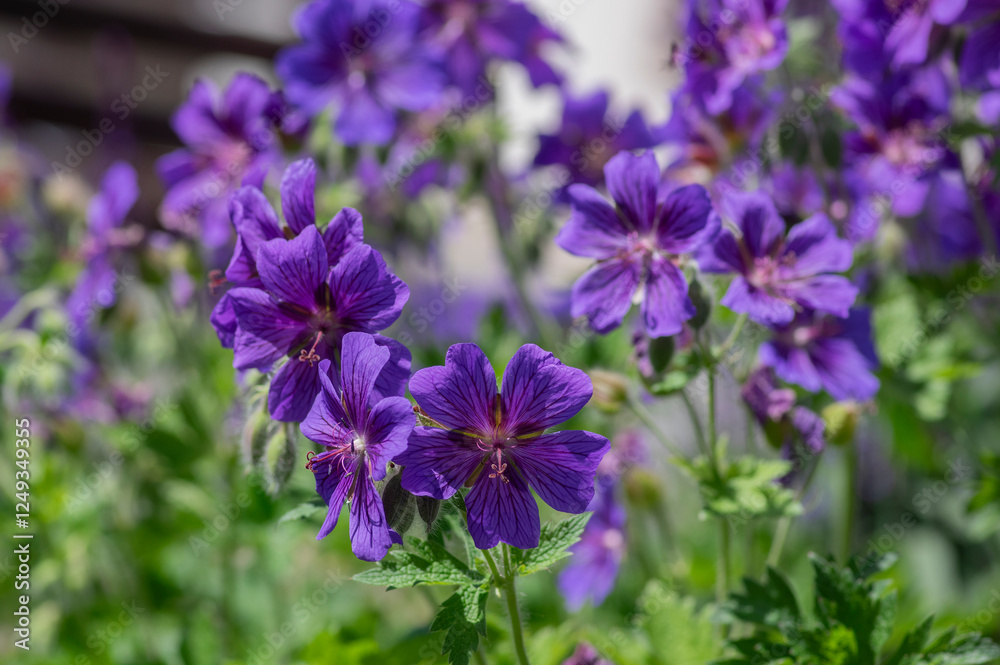 Geranium magnificum beautiful purple cranesbills in bloom, ornamental flowering plants in the garden in daylight