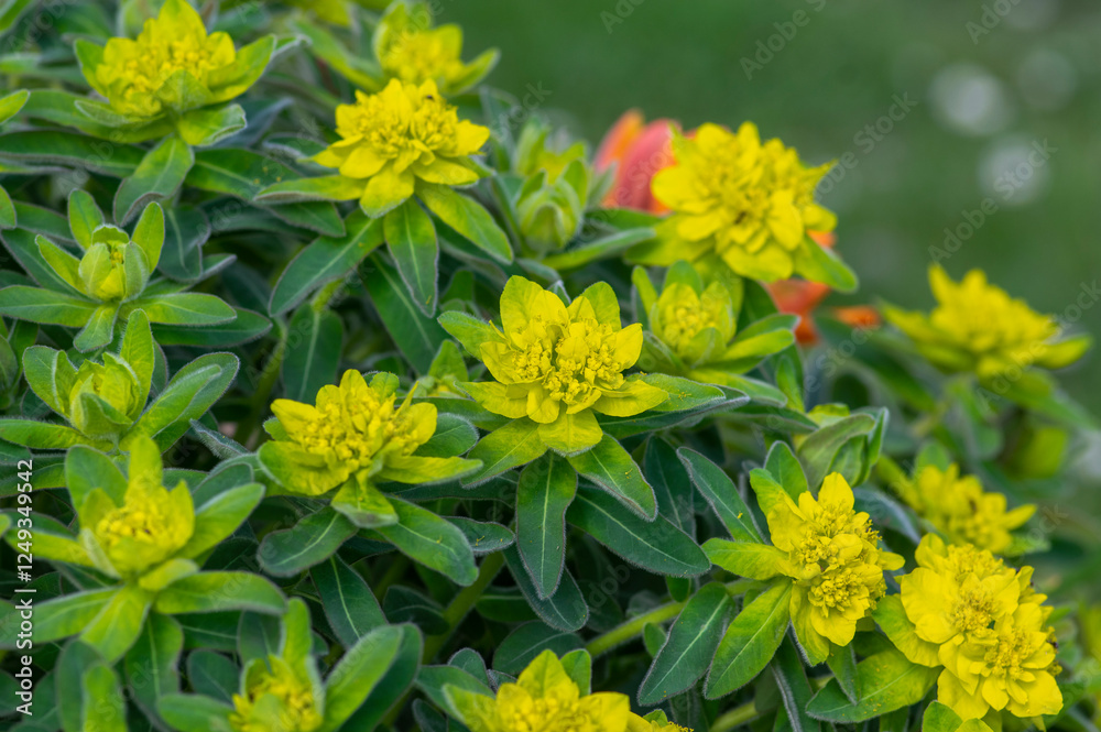 Euphorbia epithymoides cushion spurge bushy plant in bloom, sprintime ornamental garden bright yellow color flowering plant