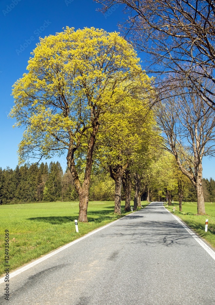 road and spring flowering maples, gren maple trees road and spring flowering maples, gren maple trees