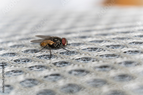 Принти на полотні A detailed image presents a fly resting on a white, netted material, highlighting its prominent red eyes and patterned thorax in focus