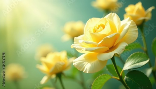 Pale yellow rose flowers swaying in a gentle breeze under natural sunlight, petals, breeze