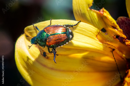 Macro Shot of a Japanese Beetle on a Yellow Flower photo