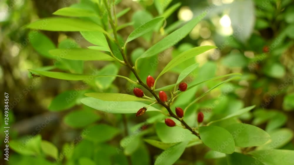Leaves of coca plant or Erythroxylum novogranatense
Leaves of coca plant or Erythroxylum novogranatense